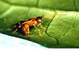Assessing non-target effects and host-feeding of the exotic parasitoid Apanteles taragamae, a