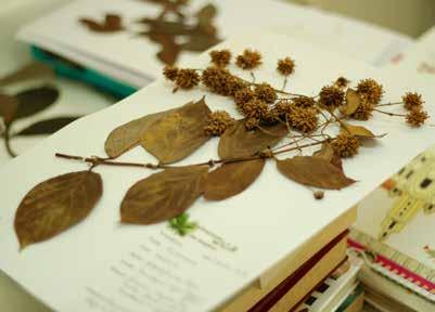 One important research activity in the herbarium has been to generate and organise vast amounts of information on the floral wealth of different regions of the country and then package it
