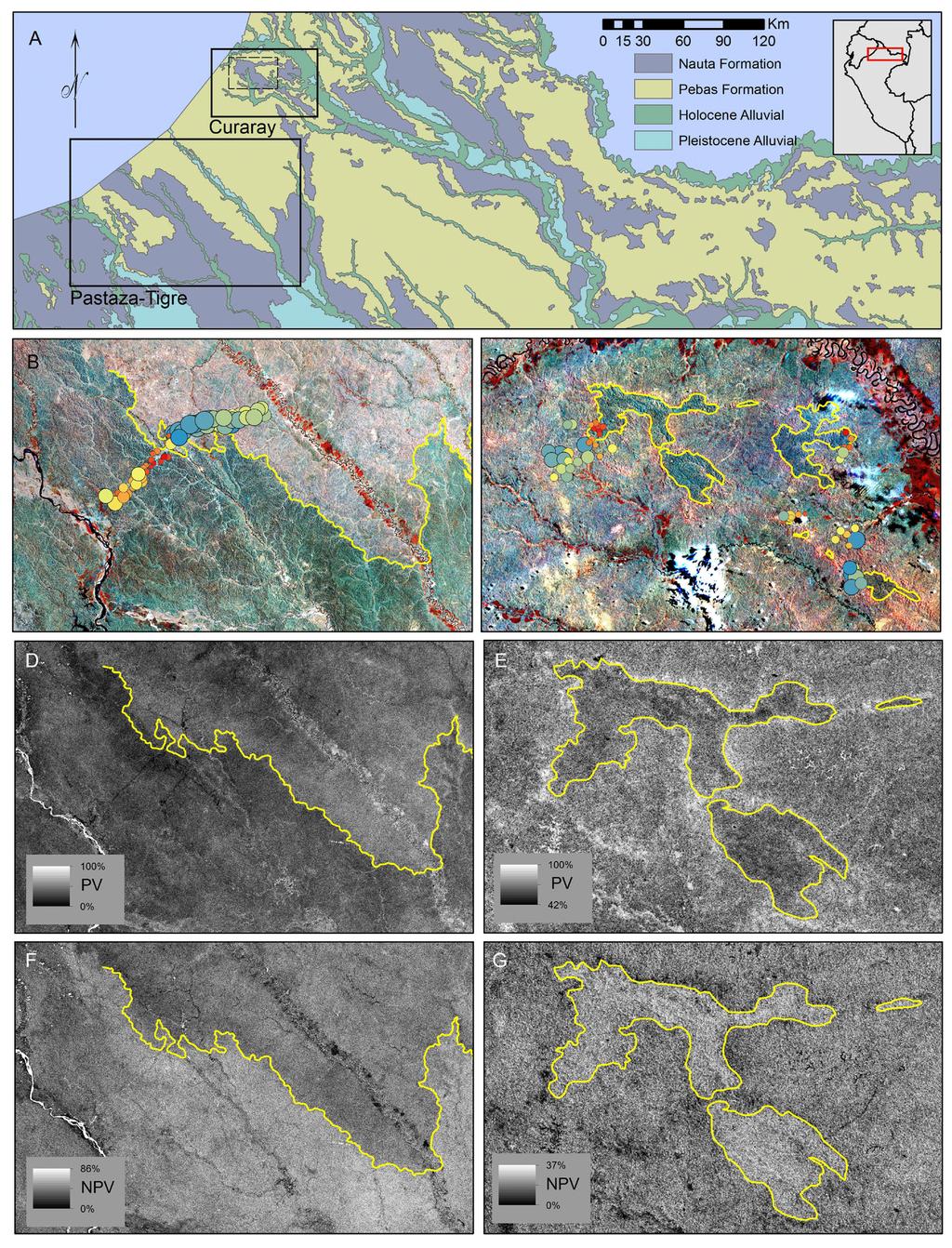 M. A. Higgins et al.: Variation in PV and NPV along edaphic and compositional gradients 3507 Figure 1. Patterns in geology, soils, plant species composition, and PV and NPV at sites in northern Peru.