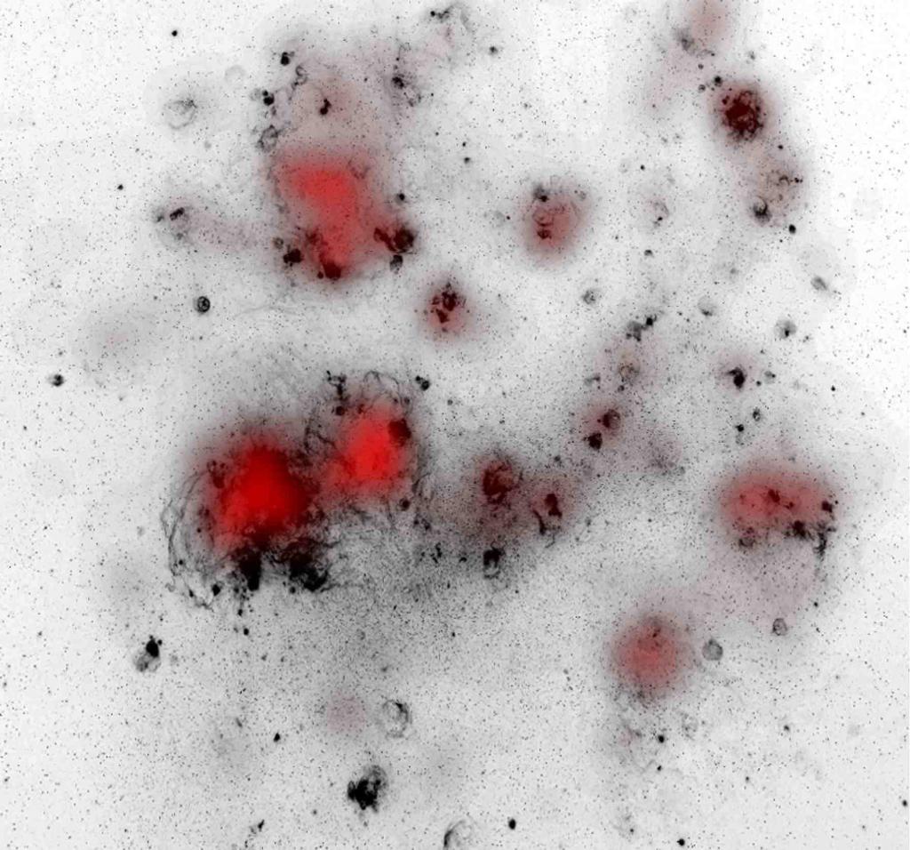 5 Myr) starformation activity in the LMC based on our analysis, with the Hα image of the LMC from the Magellanic Clouds Emission Line Survey (MCELS) (Points 2008).