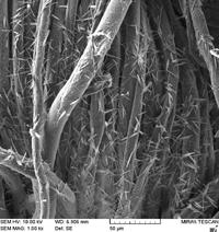 SEM images of cellulose composites at different