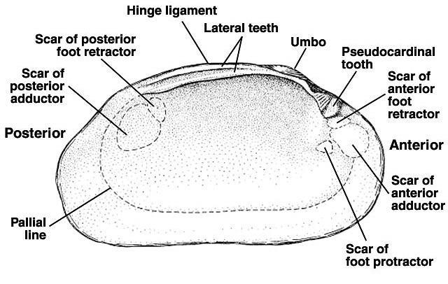 The organisms in the phylum Mollusca are characterized by having three main body areas: a head-foot (sensory and locomotion structures), a visceral mass (excretory, digestive, and circulatory