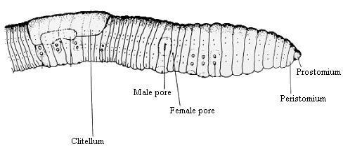 Class Polychaeta - mostly marine worms, such as Nereis (the clamworm) Class Hirudinea - the leeches (predominantly freshwater), such as Hirudo Class Oligochaeta - mostly freshwater and terrestrial