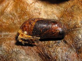 At about 4 days prior to emergence the pupa started to darken in the area around the wings