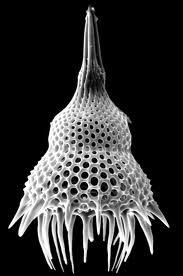 Siliceous Diatoms: