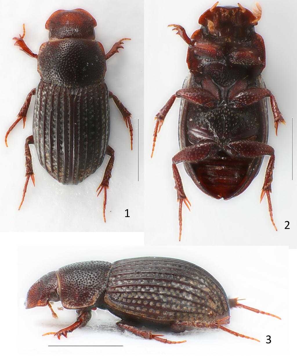 Figs. 1-3. Oxyomus kocoti sp. n.,, holotype: 1- dorsal view; 2- ventral view; 3- lateral view. Figs. 1-3: scale line: 1.0 mm.