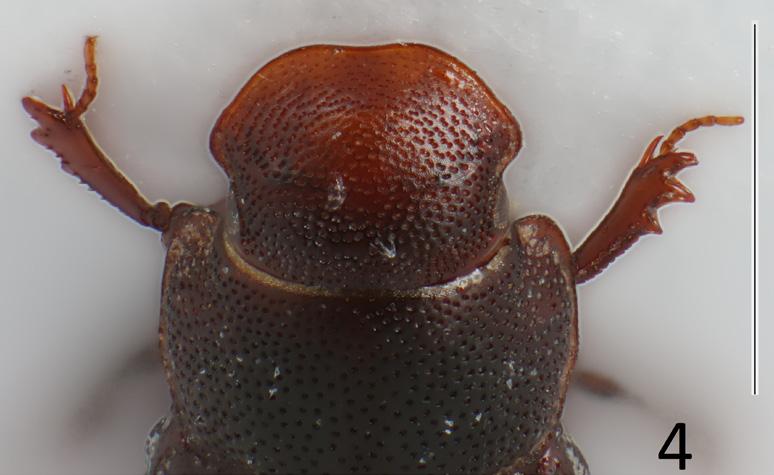 Fig. 4. Oxyomus kocoti sp. n.,, holotype: head; scale line: 1.0 mm. Macropterous. Venter (Fig. 2).