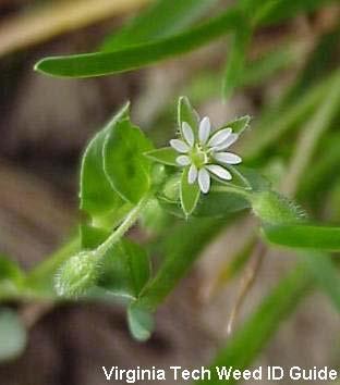 Common and mousear chickweed Herbicide Options: 1.