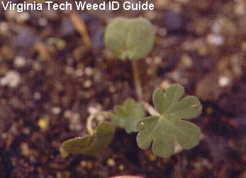 Carolina geranium Herbicide Options: 1.