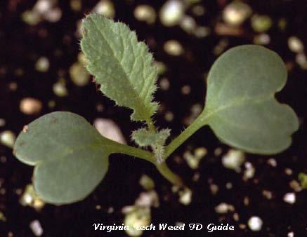 Wild radish Herbicide Options: 1.