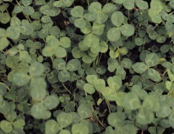 White clover Herbicide Options: 1.