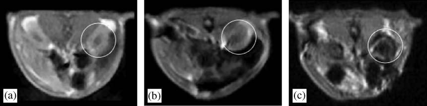 H. Xu et al. / Journal of Magnetism and Magnetic Materials 293 (2005) 514 519 517 Fig. 5. MRI images of SD rats right kidneys (within the white circle).
