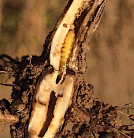 Older larvae then feed within the main stem until harvest maturity is reached and the plant dries out (senescent).