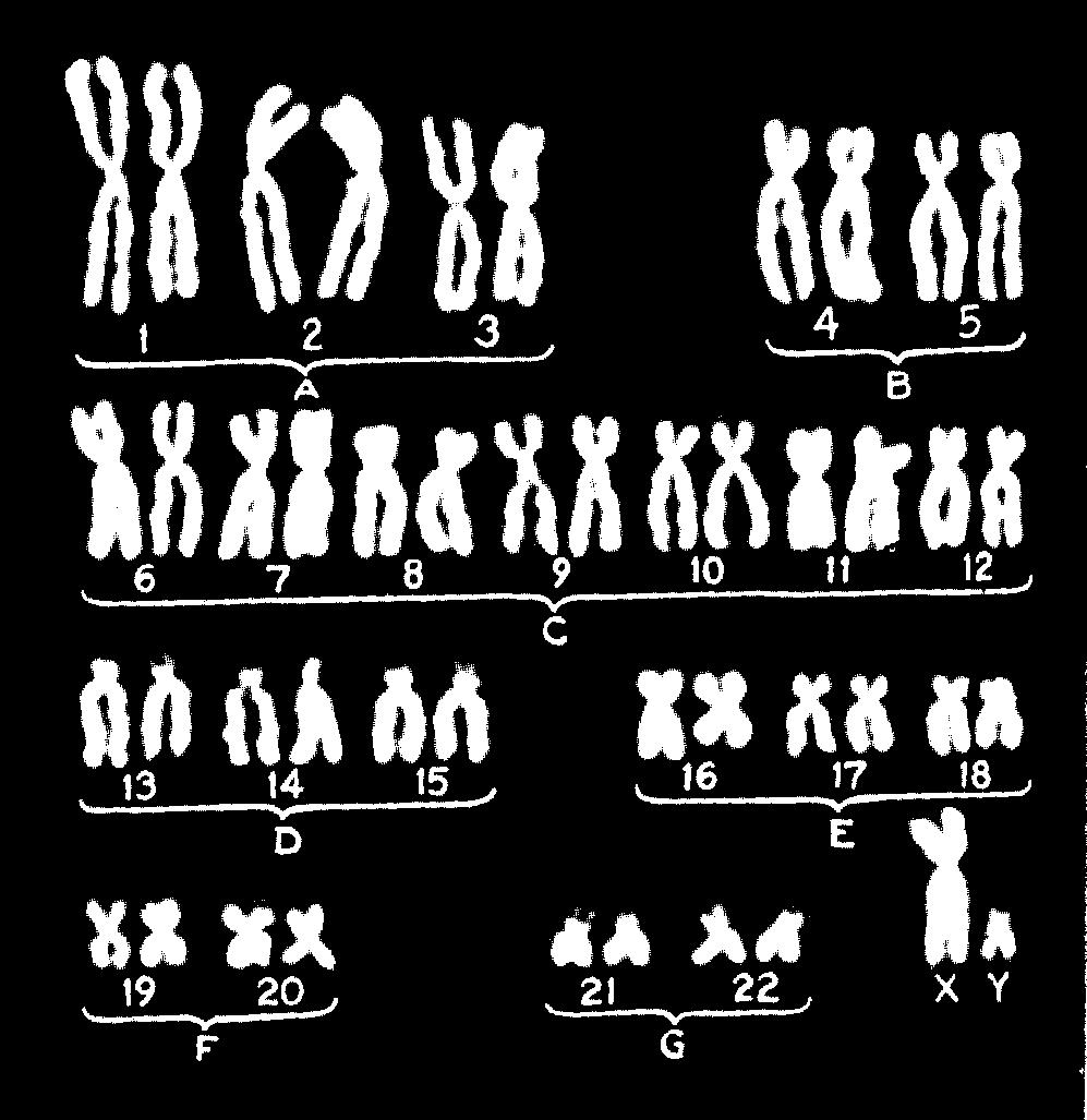 mammals - matching pair of homologous chromosomes in females and partially matching in males In