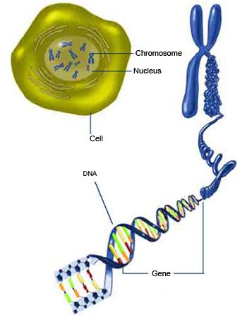 Unit 3:Macro genetics Chromosomes Chromosomes are structures found inside the nucleus of the cell.