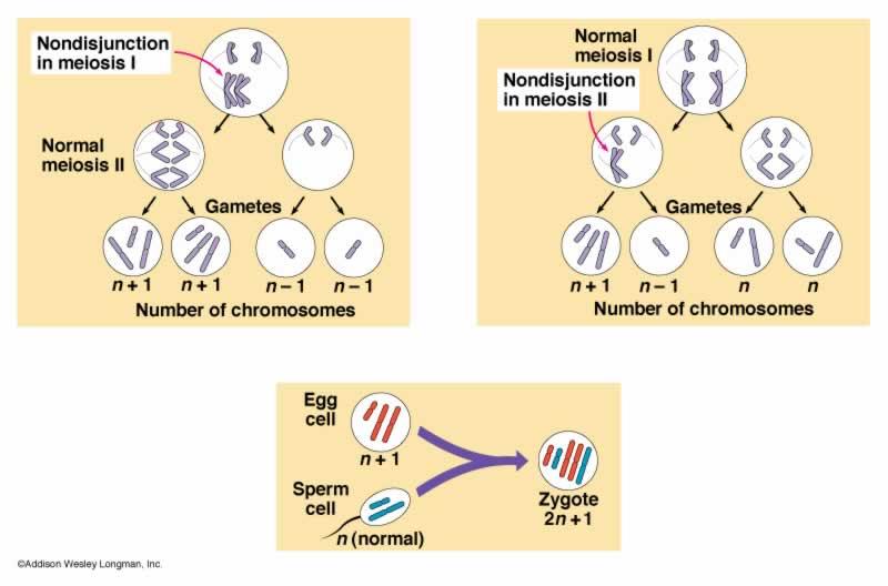 Unit 3:Macro genetics Non-disjunction disorders When fertilization