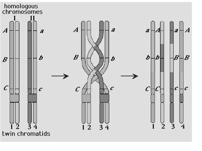 Chromatids may criss cross called chiasmata which hold homologous pairs together until anaphase I Centrioles migrate Spindle fibers form