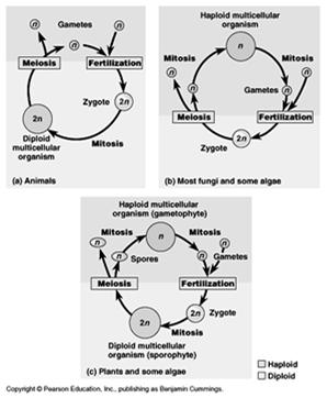 In most animals, meiosis is the formation of gametes.