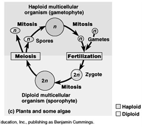 MANY PROTISTS AND SOME FUNGI The only diploid stage is the zygote, it then proceeds through