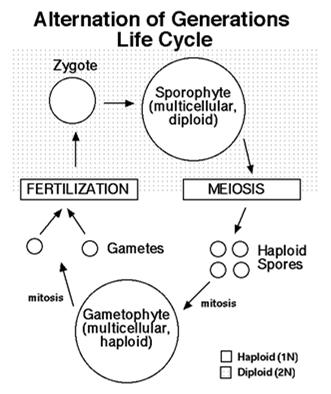 The spores undergo mitosis, and produce