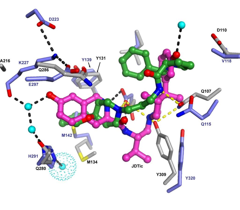 Supplementary Figure 8. Superposition of the NOP and -OR highlighting the residues of the respective binding pockets and their bound ligands.