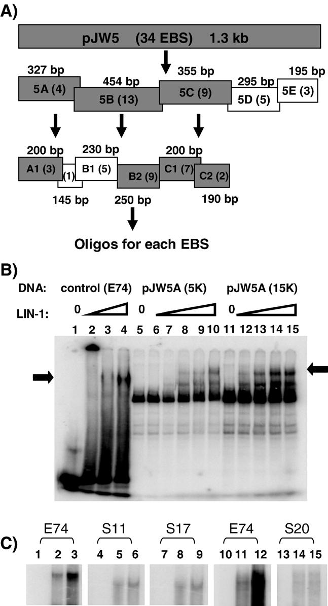 J.A. Wagmaister et al. / Developmental Biology 297 (2006) 550 565 559 1.3-kb lin-39 fragment (Fig. 6A; data not shown).