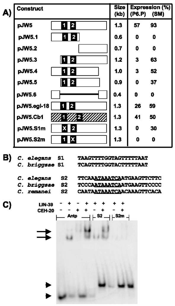 J.A. Wagmaister et al. / Developmental Biology 297 (2006) 550 565 557 promoter fragment, including two small, evolutionarily conserved sequences, are necessary for expression in P6.