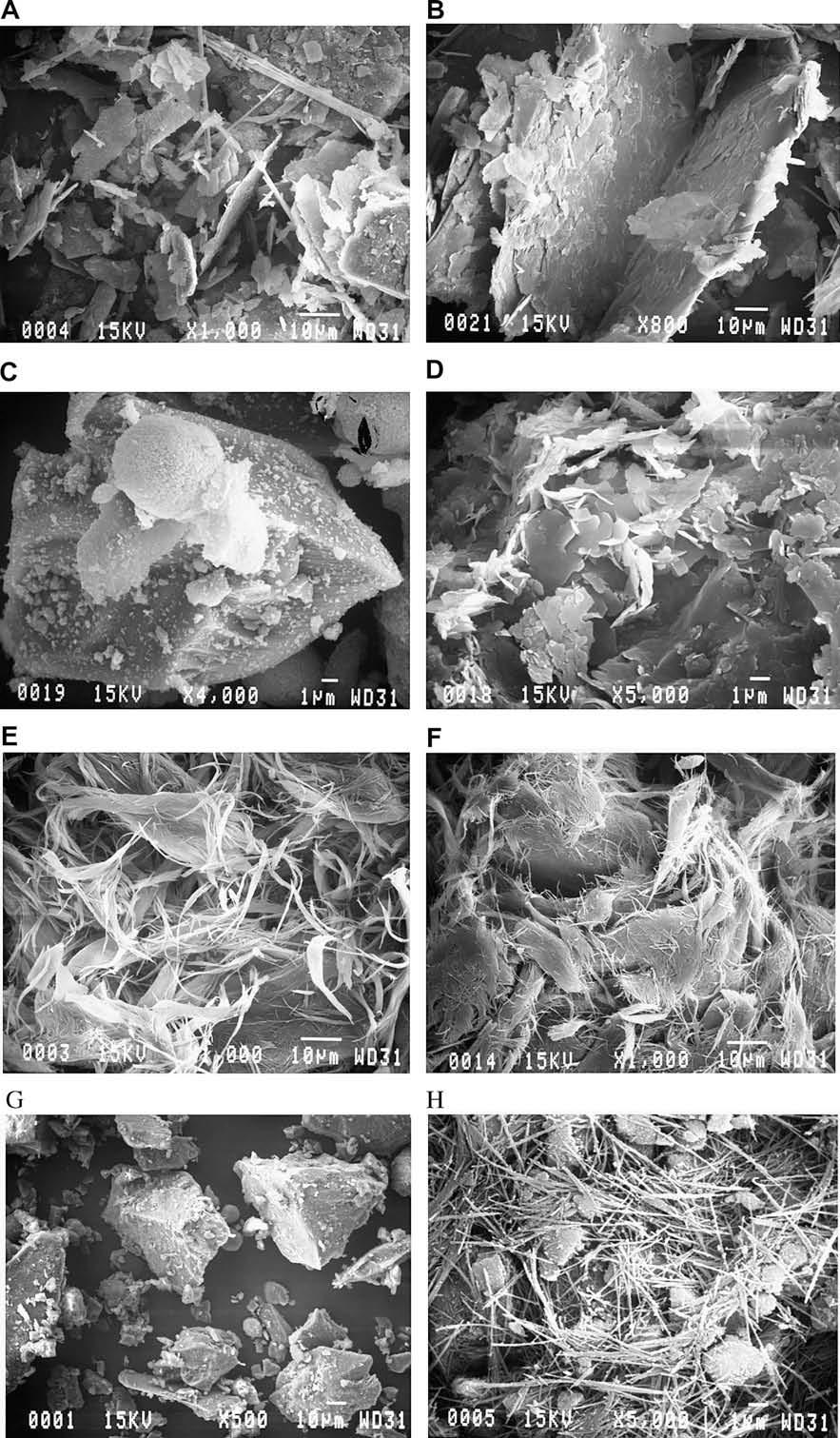 Hydrogen and oxygen isotope fractionation factors for serpentine and talc 6791 Fig. 1. SEM images of reactant and product phases. (A) Initial talc used in talc water exchange experiments.