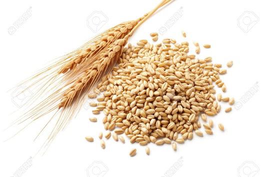 Wheat Kernel The wheat kernel is also the seed of the plant and is found in the head.