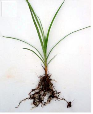 Roots Roots hold the plant in the soil, transport materials from
