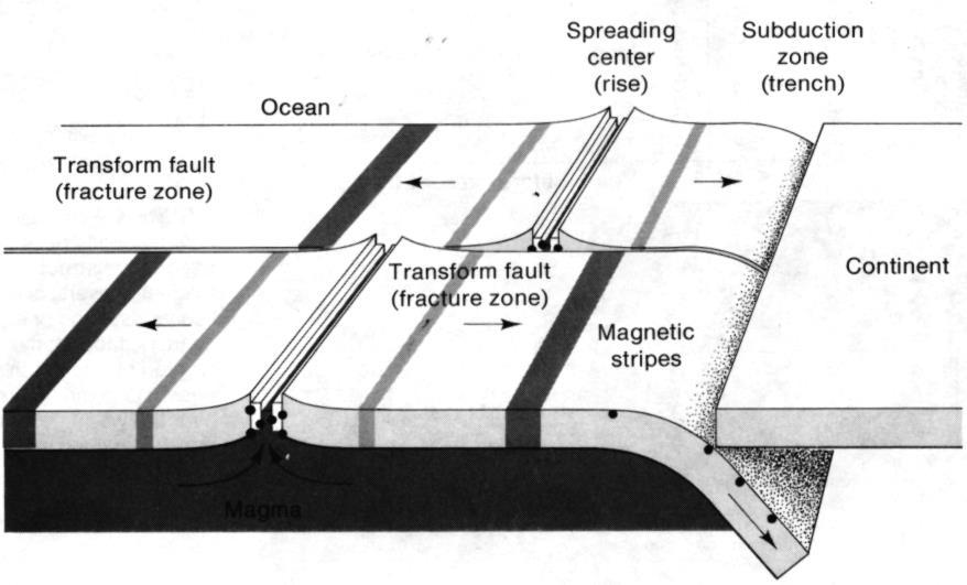 The magma solidifies as lava and preserves the prevailing magnetic polarity. Transform faults are perpendicular to the ridges.