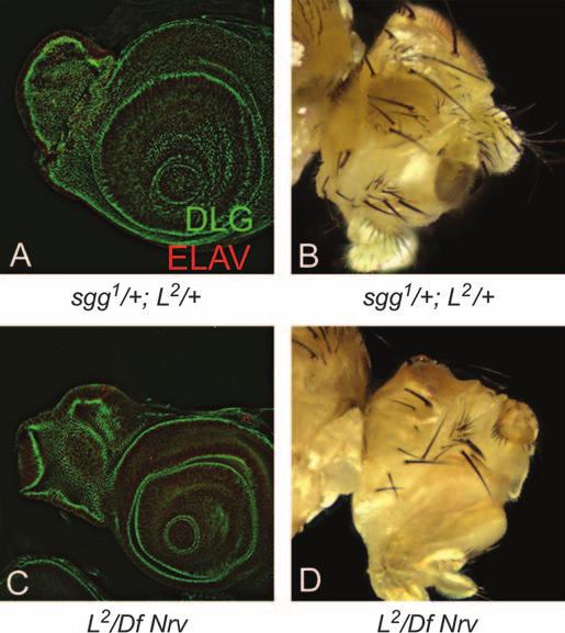 disc marked by DLG and ELAV in A and C and in the adult eye in B and D. Note that sgg 1 is a hemizygous lethal mutation and that these phenotypes have been observed only in the eyes of female flies.