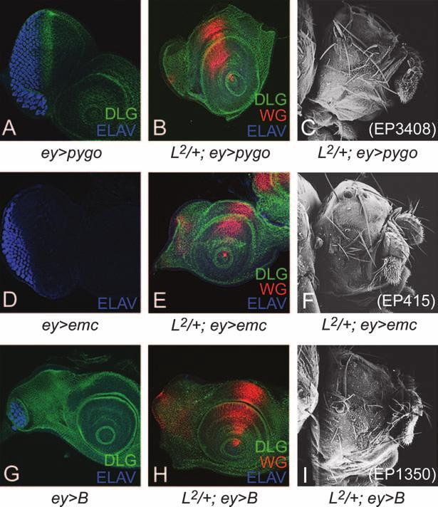 Interactions of DV Patterning and Growth Control Genes 175 Figure 4. Modifiers that enhance the L mutant phenotype in eye. (A) Overexpression of EP3408, an insertion at pygo in wild-type disc (ey.