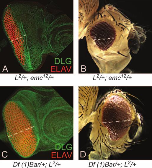 Overexpression of (D F) emc using EP415 and (G I) B using EP1350 in the eye. (D) ey.emc results in a small eye. (E and F) L 2 /1;ey.emc enhances the L 2 /1 mutant phenotype to no eye.