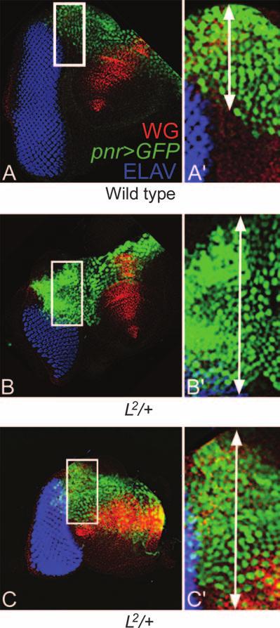 LOF clones generated by the FLP-FRT approach (Xu and Rubin 1993) were marked by loss of GFP reporter in eye imaginal disc and by loss of mini-white reporter gene expression in adult eye.