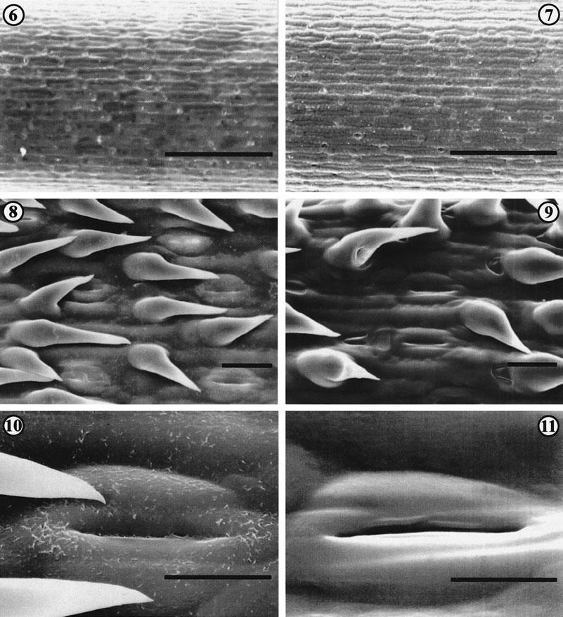 250 B. FOGGI ET AL. Figures 6 11. Analysis of the leaf blade epidermis in F. inops and F. gracilior. Figs 6, 7. Abaxial surface. Scale bar = 200 µm. Figs 8, 9. Adaxial surface. Scale bar = 20 µm.