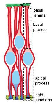 EMT Cells of the neuroepithelium (i.e. neural tube) are anchored together by tight junctions.