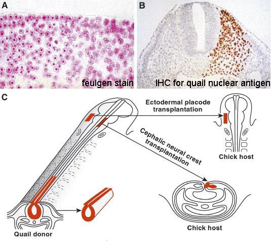 Neural Crest Cell Migration Homotypic transplants of quail neural crest to
