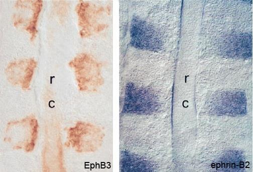 Migrating crest cells express EphB s, receptors