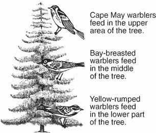 Two closely related species of birds live in the same tree. Species A feeds on ants and termites, while species B feeds on caterpillars.