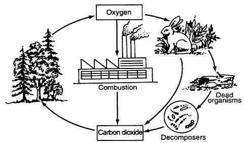 85. The diagram below shows some pathways in the cycling of materials in the environment. Which two processes are involved in the cycling shown in the diagram?