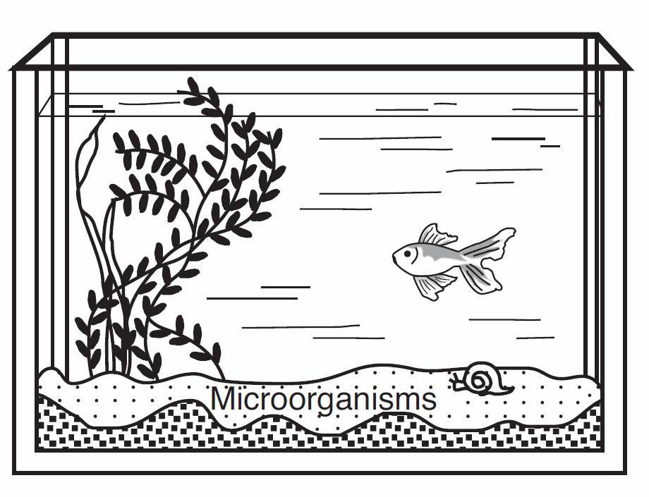 9. The organisms in a pond and the physical factors influencing them best describe A) a population B) an ecosystem C) a biosphere D) a food chain 10.