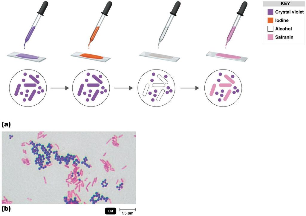 Gram Stain (see lab for more detail) Gram-positive Gram-negative Application of crystal violet (purple