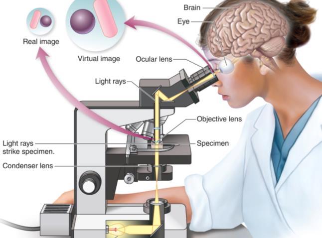 Three Properties of the Compound Light Microscope 1) Magnification due to 2 lenses: and
