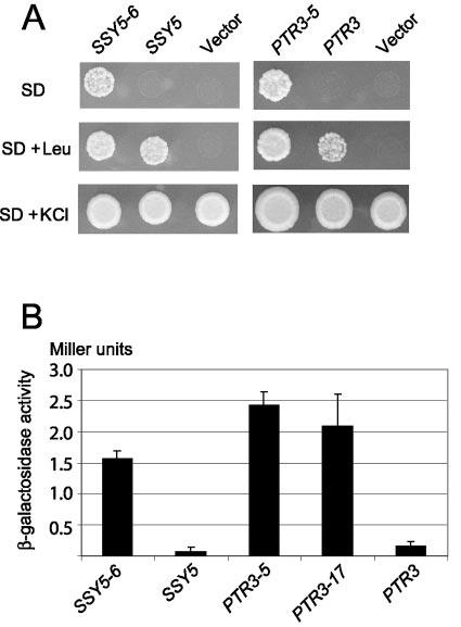 VOL. 4, 2005 MUTANTS CONSTITUTIVE FOR NUTRIENT SIGNAL TRANSDUCTION 1119 FIG. 1. SSY5 and PTR3 can be mutated to activate the AGP1 promoter in the absence of amino acids.
