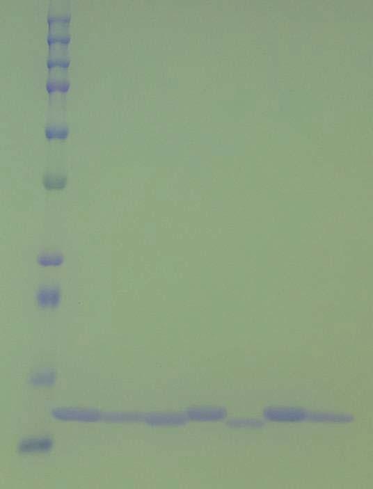 Figure S4 SDS-PAGE of purified PhBCCPΔN79 samples. Proteins were denatured in SDS-PAGE sample buffer, separated on a 12.5% polyacrylamide gel, and stained with Coomassie Brilliant Blue.