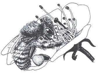 Communication Honey bees are eusocial Prof von Frisch discovered their communication basics A