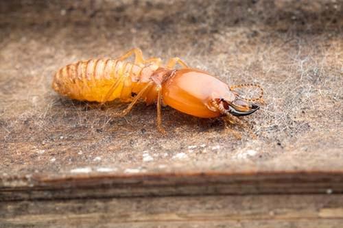 It is important to determine what type of termites you have as the termite treatment process for drywood and subterranean termites are very different.