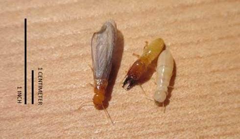 Drywood Termites: Drywood termites do not require soil contact Drywood termites have protruding mouth pinchers Drywood termites nest inside of the wood they are infesting Drywood termites do not make