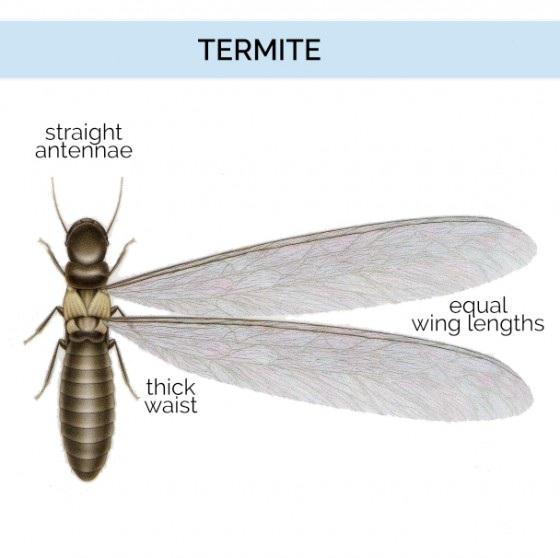 Drywood termites have a thick waist, short legs, and straight antennae.